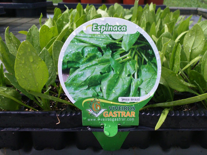 Cultivo de Espinaca