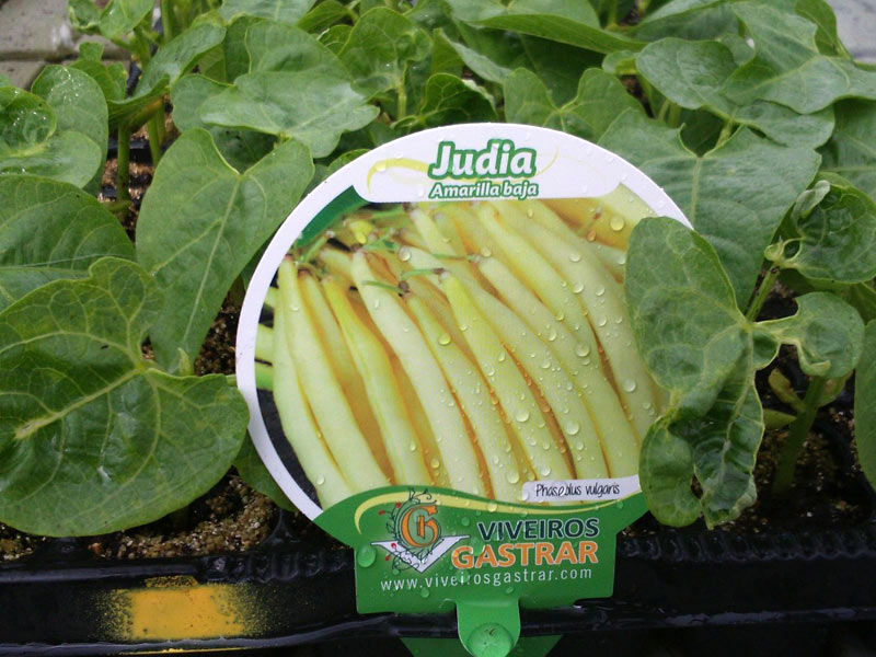 Cultivo Juda Amarilla