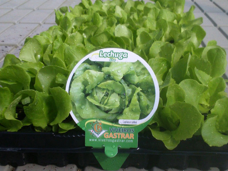 Cultivo de lechuga