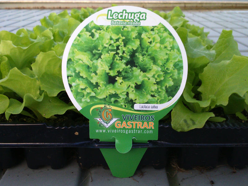 Cultivo de lechuga