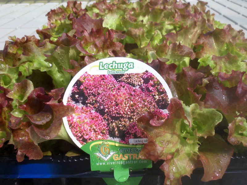 Cultivo de lechuga