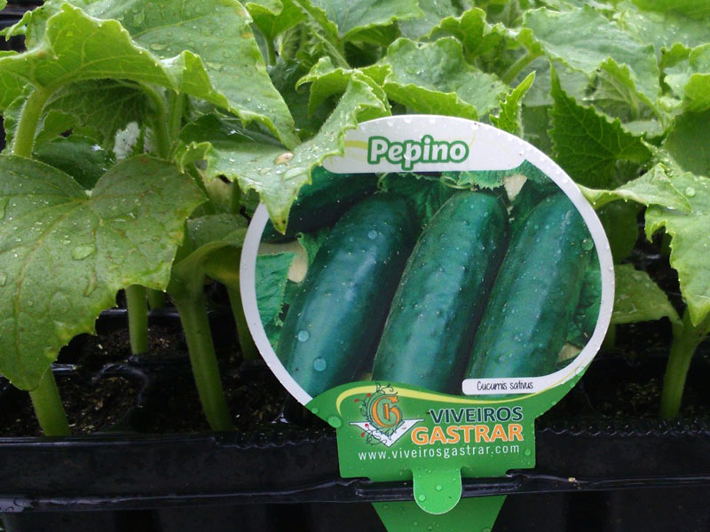 Cultivo de Pepino