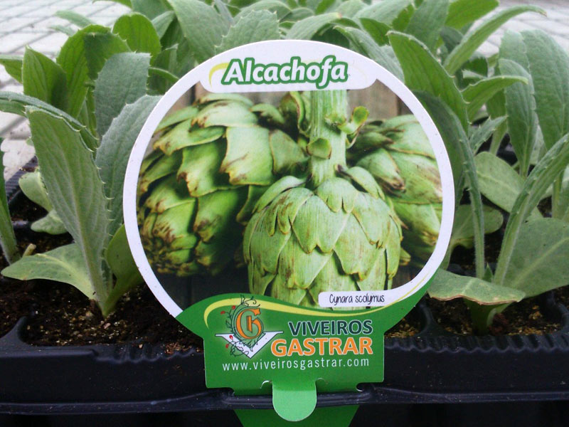 Cultivo de alcachofa