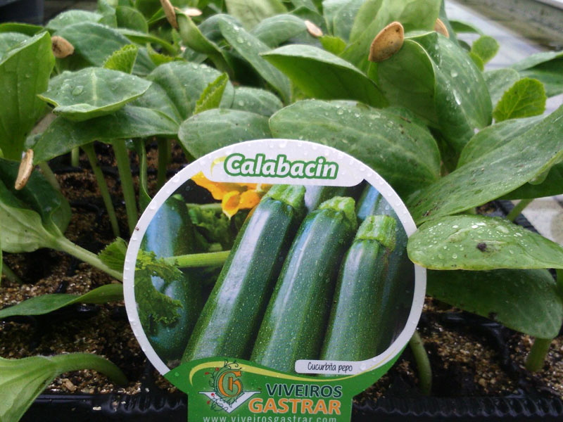 Cultivo de calabacin
