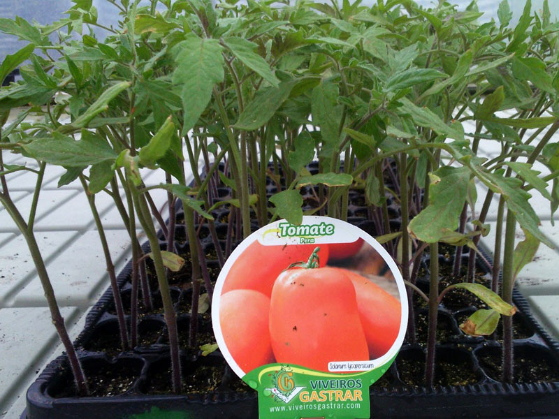 Cultivo de Tomate  